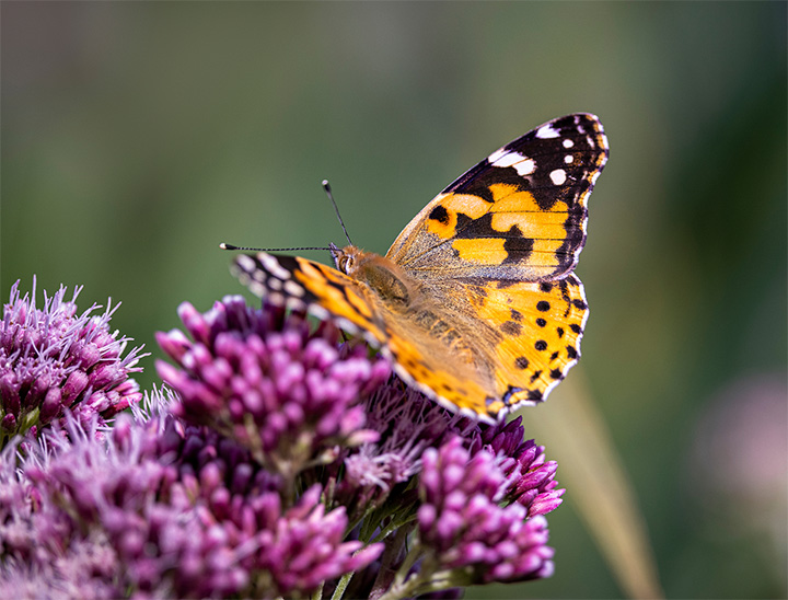 Image of butterfly on wildflower.